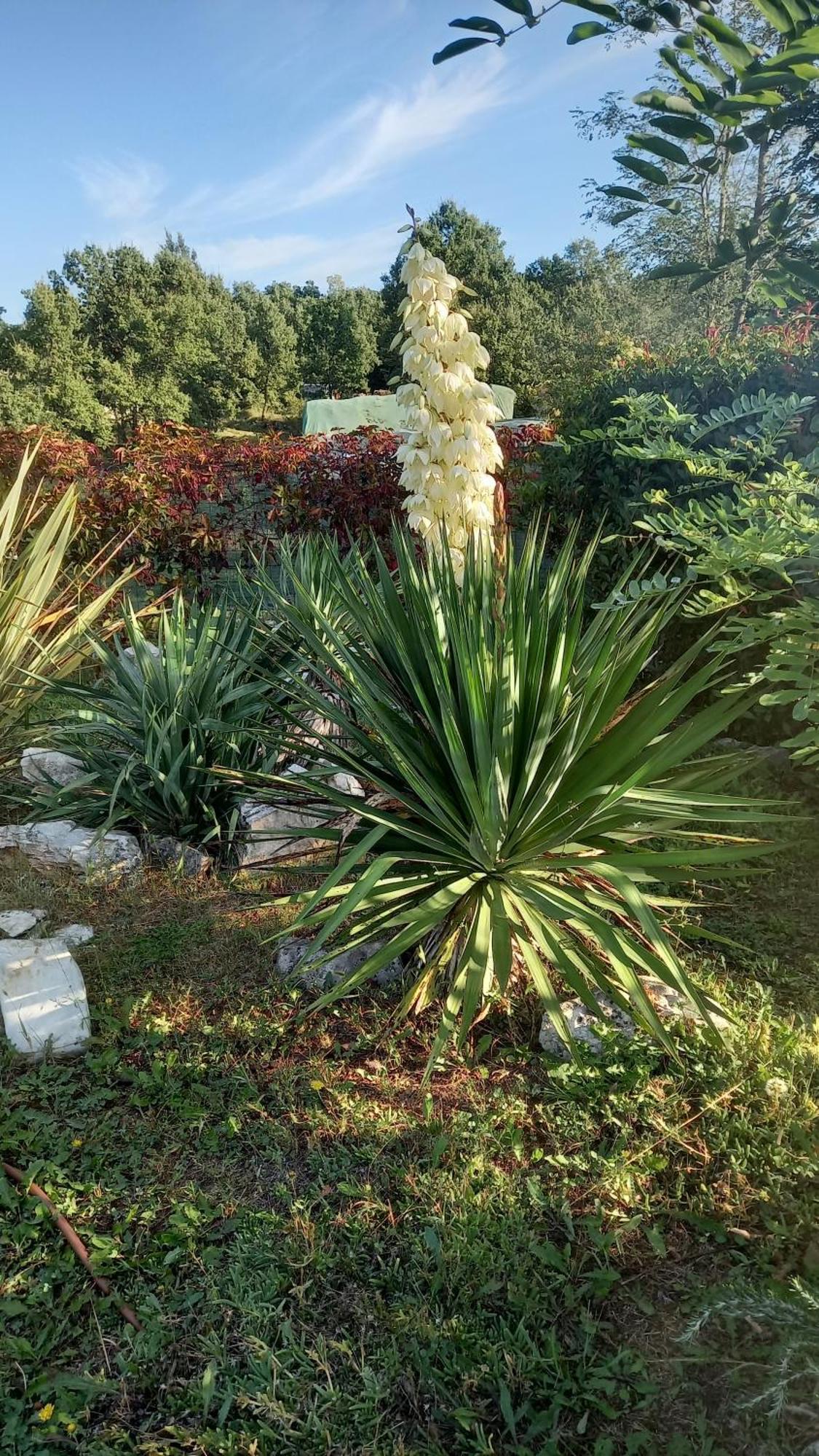 Villa Malini Grožnjan Buitenkant foto